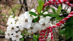 den 1 mars första månaden av våren